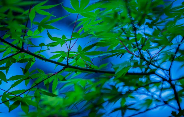 Leaves, branches, tree, Japanese maple
