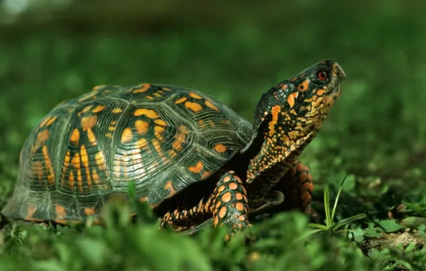 Nature, animal, turtle