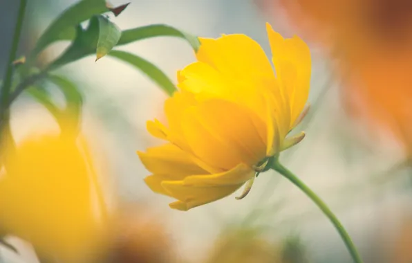 Picture flower, yellow, petals