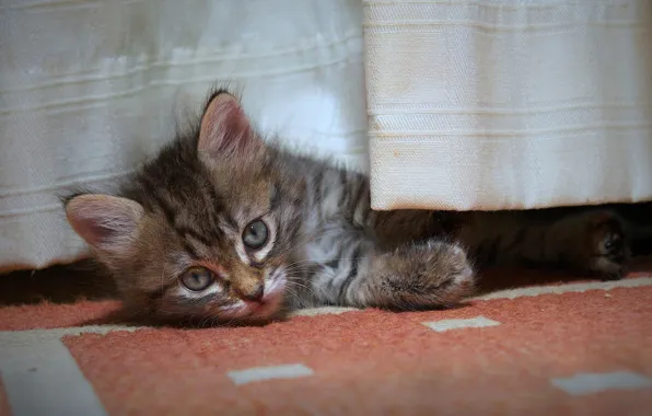 Look, blanket, kitty