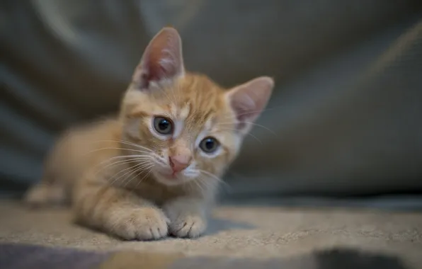 Interest, cat, cute, ginger