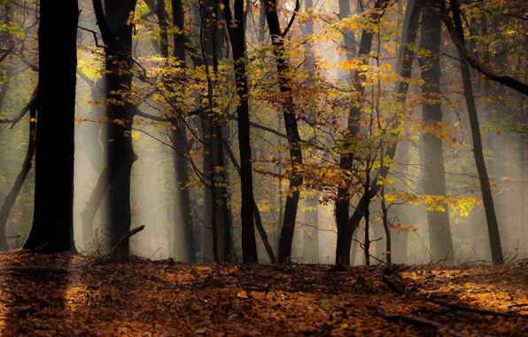 Autumn, forest, rays, light, trees, branches, fog, Park