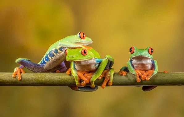 Picture pose, macro, Trinity, look, background, red-eyed tree frog, three, frog