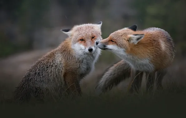 Grass, look, pose, rain, glade, Fox, Fox, a couple