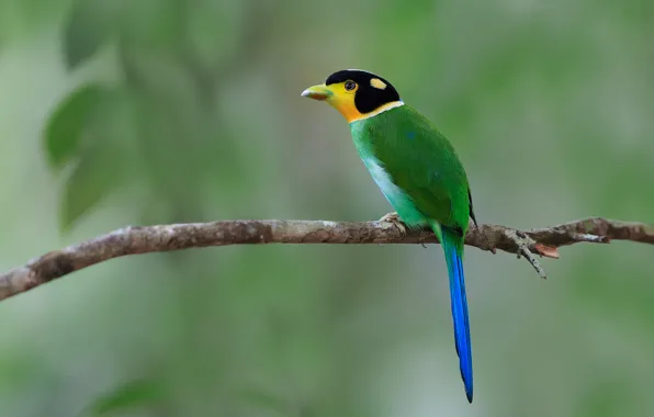 Picture branches, bird, tail, wildlife, broadbill