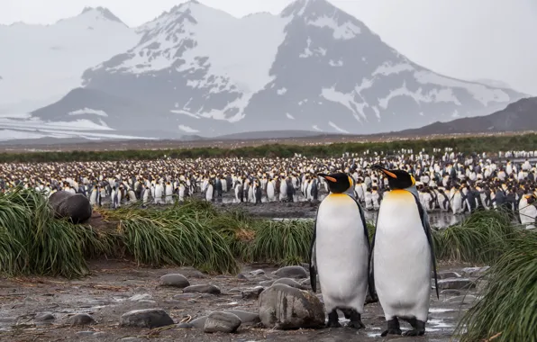 Picture grass, mountains, birds, nature, shore, tops, pack, penguins