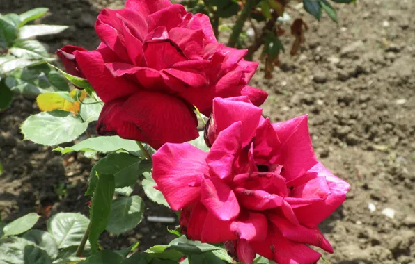 Two, Red, Pair, Roses, Meduzanol ©, Summer 2018