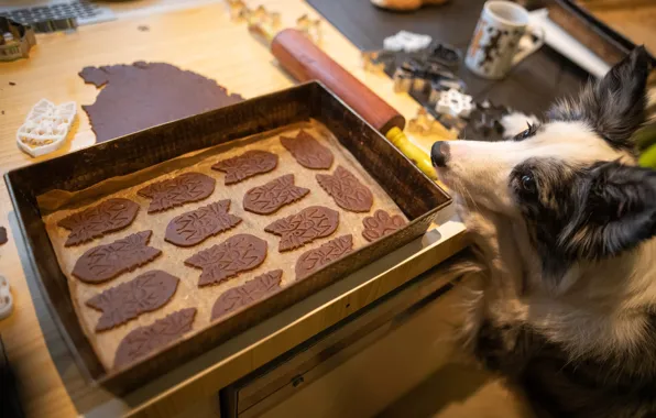 Look, table, dog, cookies, Christmas, kitchen, New year, face