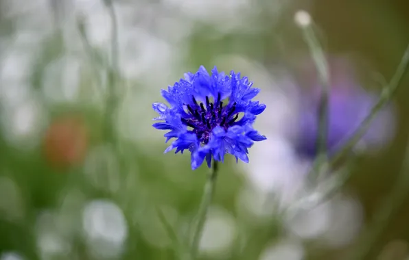 Flower, drops, blue, blur, cornflower, bokeh, cornflower, field