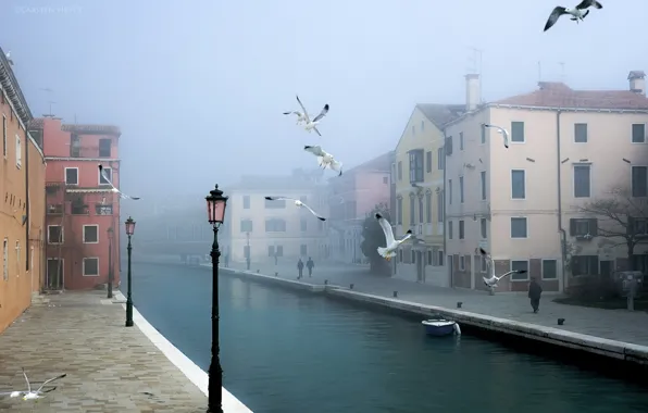 Picture birds, the city, Venice