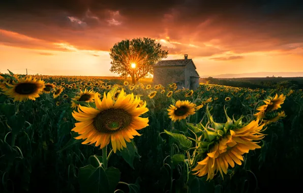 Sunflowers, sunset, tree, sun
