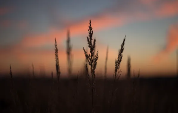 Sunset, Nature, The evening, Sunrise, Plant, Morning, Dawn, Plants