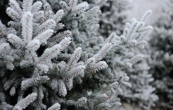 Picture winter, snow, tree, winter, snow, spruce, frost, fir tree