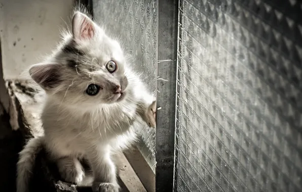 Cat, look, background