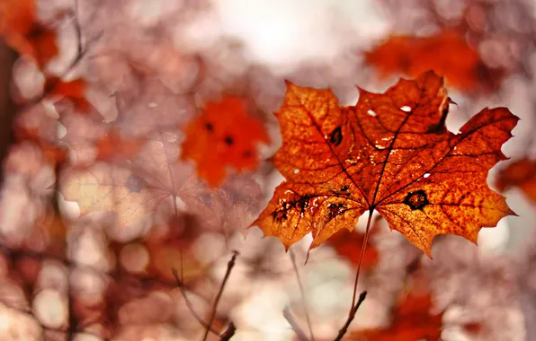 Autumn, leaves, nature
