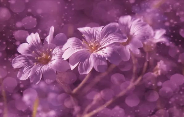 Flower, bloom, Violet