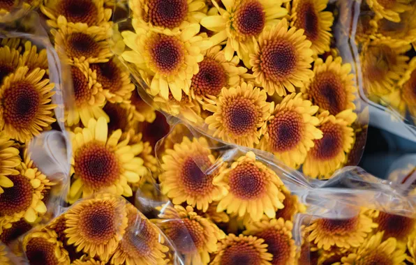 Flowers, yellow, chrysanthemum, a lot, packaging, bouquets