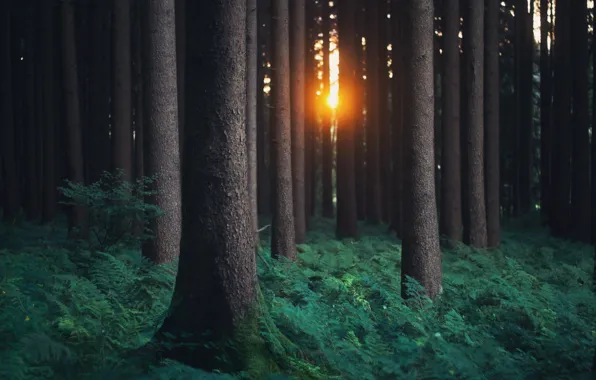 Forest, light, nature