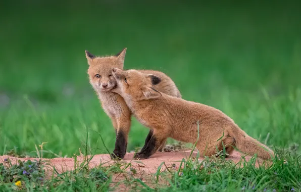 Grass, Fox, a couple, cubs, two Fox