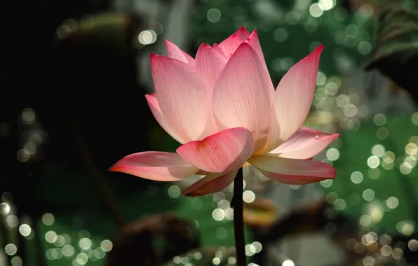 Light, flowers, pond, lights, background, Lotus, pink, buds