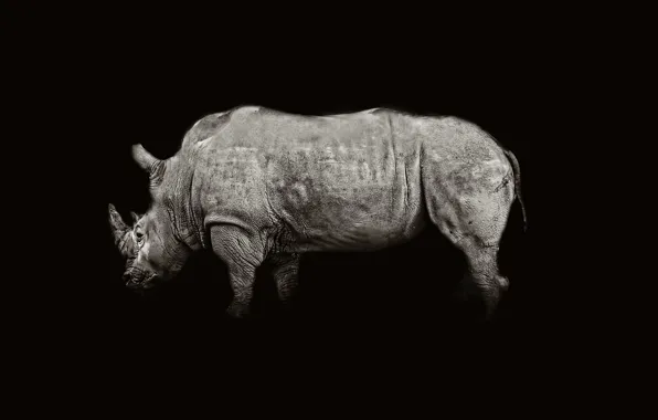 Nature, background, Rhino