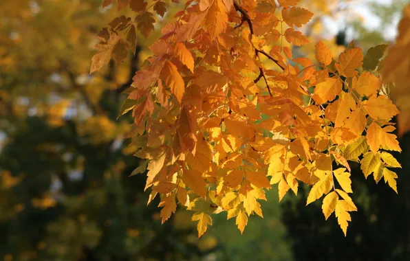 Autumn, leaves, light, nature, tree, branch, foliage, yellow