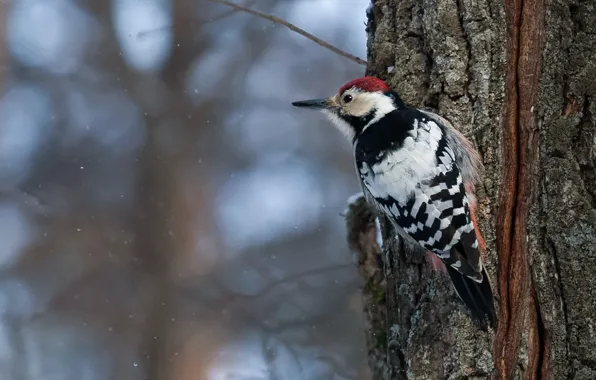 Picture nature, tree, bird, woodpecker, trunk