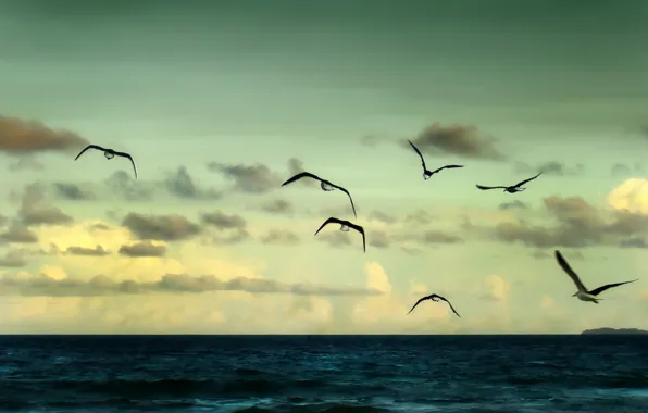 Sea, the sky, freedom, water, clouds, flight, landscape, birds