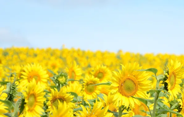 The sky, sunflowers, landscape, flowers, yellow, nature, background, widescreen