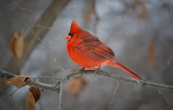 Autumn, bird, paint, branch, beak, cardinal