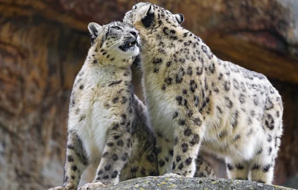 Cat, pair, IRBIS, snow leopard, ©Tambako The Jaguar