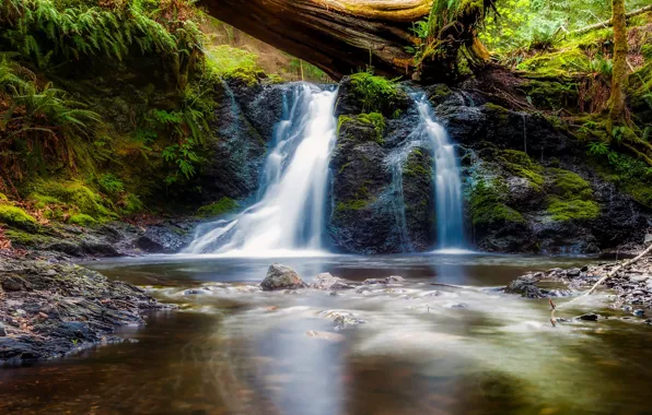 Greens, forest, stream, waterfall, moss, Washington, USA
