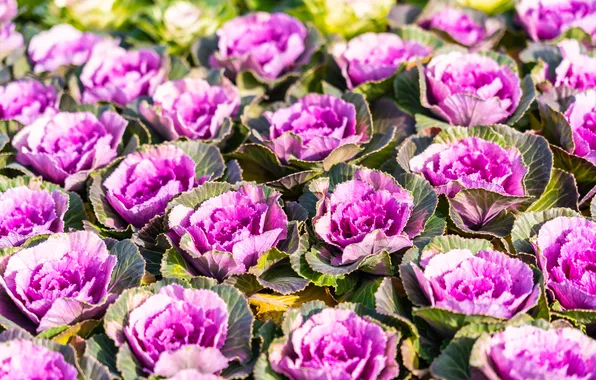 Leaves, flowers, garden, pink, flowerbed, a lot, the ranks, ornamental Kale