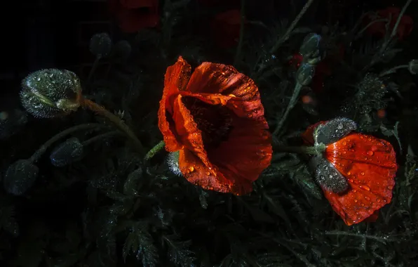 Drops, macro, flowers, the dark background, Mac, Maki, red, buds