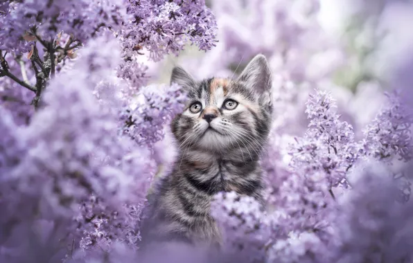 Cat, flowers, branches, kitty, grey, portrait, spring, garden