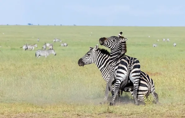 Field, Zebra, a couple, cubs, Zebra, foals, two zebras, zebras