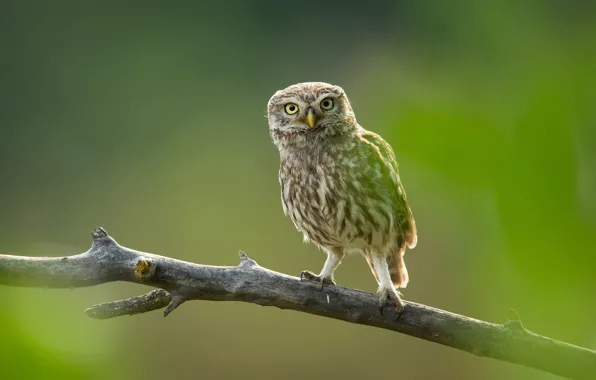 Look, green, background, owl, bird, branch, owl, sychik