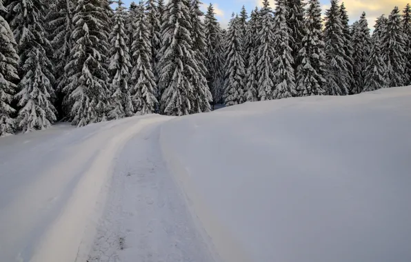 Picture forest, snow, trees, Winter, frost, forest, nature, winter