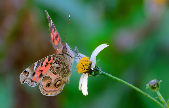 Picture flower, butterfly, wings, moth