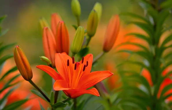 Picture flower, Lily, flowering