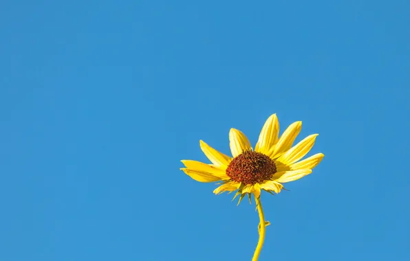 Picture flower, the sky, macro