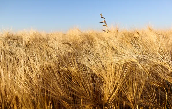 Picture wheat, field, nature, photo, Wallpaper, pictures, harvest, spikelets