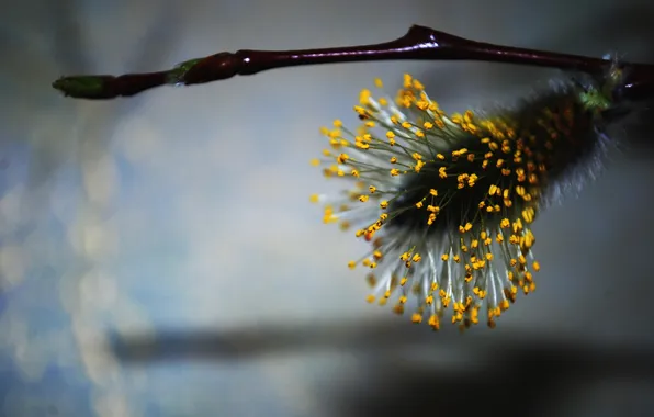 Picture macro, nature, pollen, branch, spring, Verba, kidney