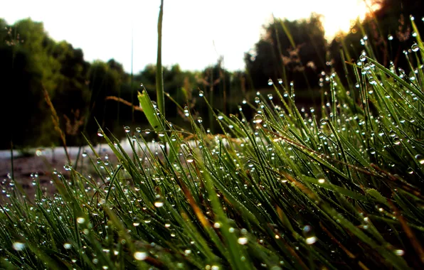 Grass, Rosa, river, Morning