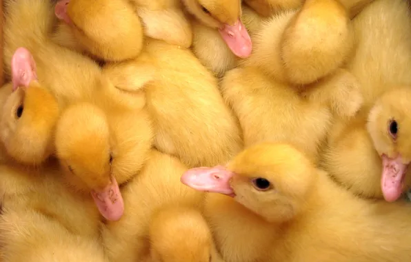 Picture yellow, ducklings, beaks