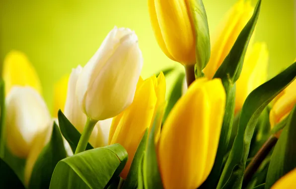 Leaves, flowers, yellow, tulips, white, buds, flowers, tulips