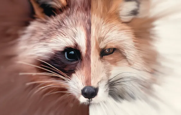 Art, Fox, raccoon, fox, art, oil