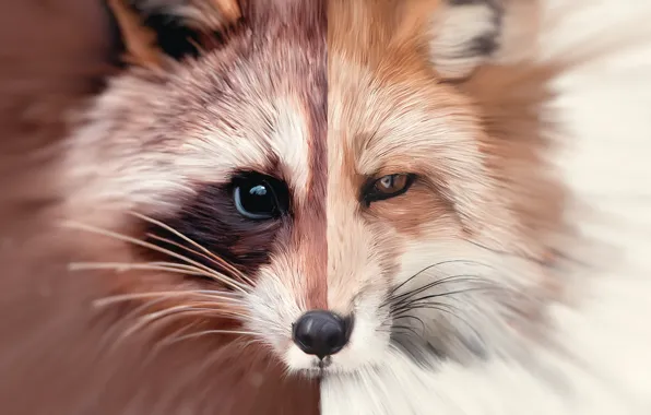 Oil, art, Fox, raccoon, fox, art