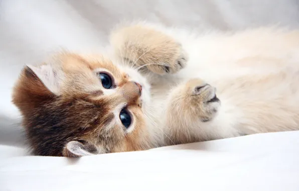 Cat, cat, kitty