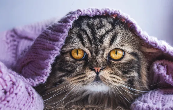Cat, cat, look, lilac, portrait, scarf, face, striped